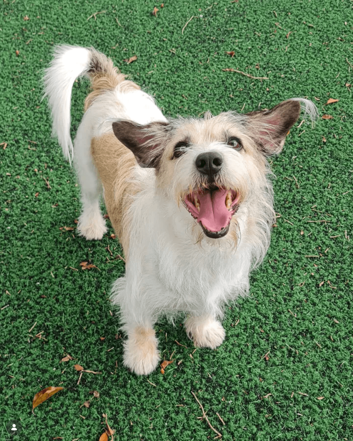Gato sendo examinado com cuidado