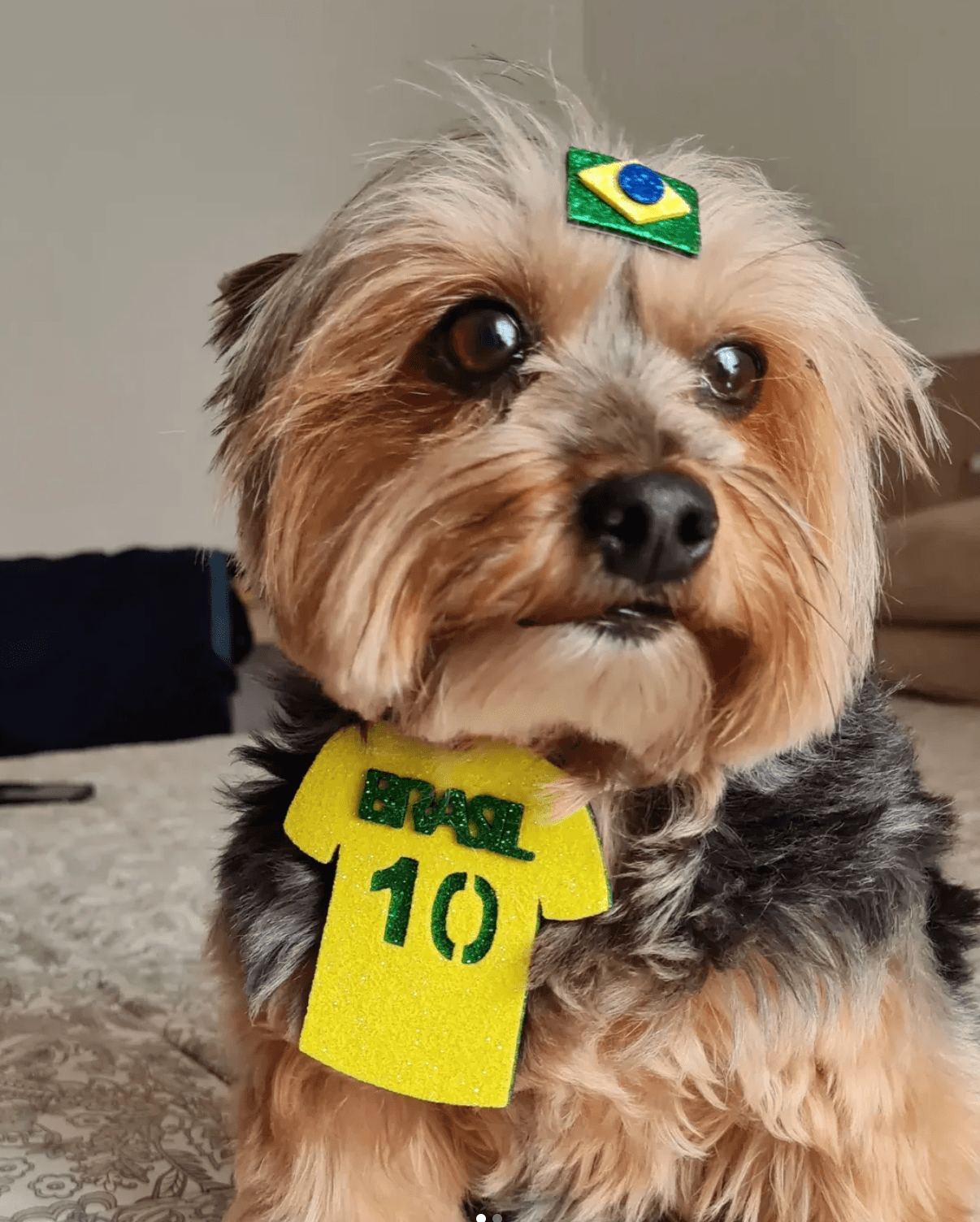 Veterinária atendendo cachorro em clínica veterinária de Bragança Paulista